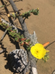 Camissoniopsis cheiranthifolia cheiranthifolia