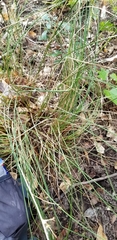 Juncus coriaceus