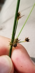 Juncus coriaceus