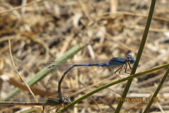 Enallagma carunculatum