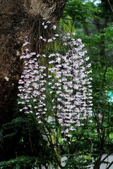 Dendrobium aphyllum