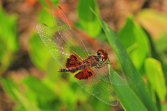 Celithemis amanda