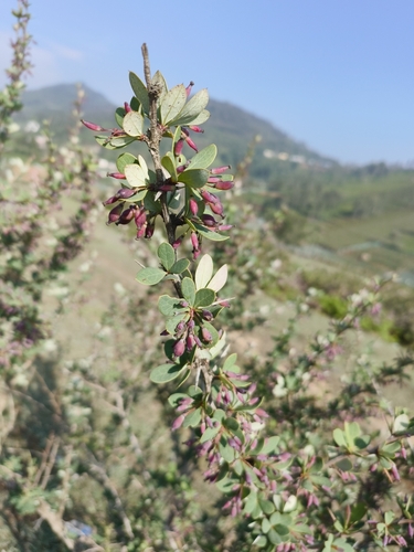 Berberis nilghiriensis