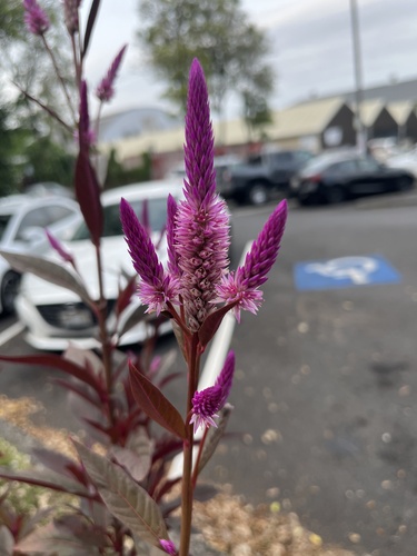 Celosia argentea observed 2025-04-22