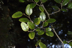 Nothofagus × apiculata