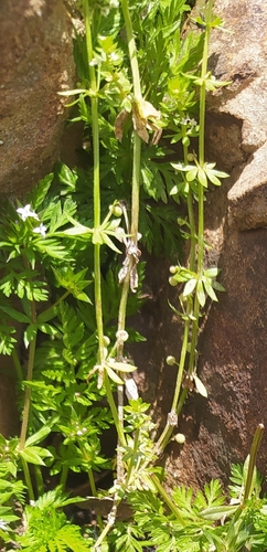 Galium verrucosum verrucosum