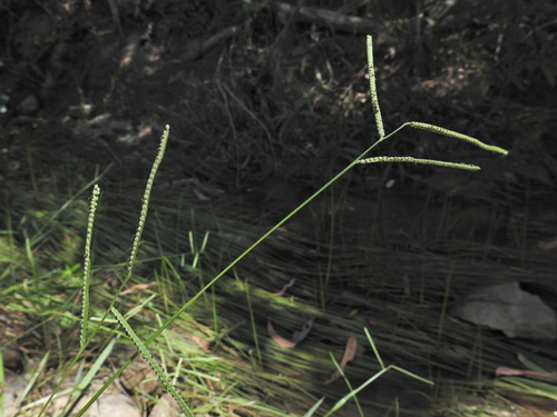 Kodo millet (Paspalum scrobiculatum)