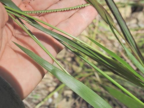 Image of Paspalum scrobiculatum by (c) Scott W. Gavins, some rights reserved (CC BY)