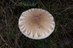 Macrolepiota konradii
