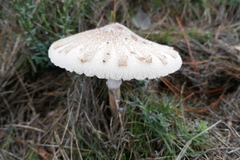 Macrolepiota konradii