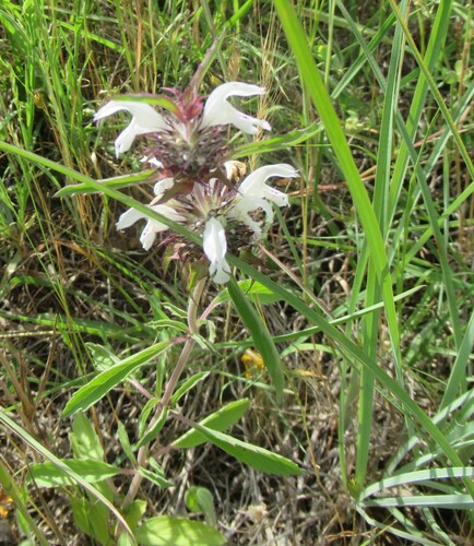 Image of Monarda clinopodioides by (c) Linda Jo Conn, some rights reserved (CC BY)