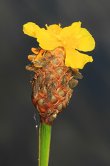 Xyris fimbriata