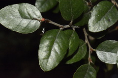 Nothofagus × apiculata