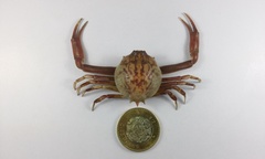 Persephona orbicularis