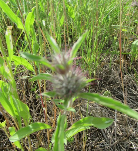 Image of Monarda clinopodioides by (c) Linda Jo Conn, some rights reserved (CC BY)