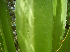 Furcraea selloana