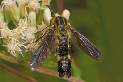 Lepidophora lepidocera