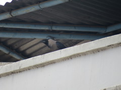 Corvus splendens