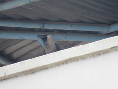 Corvus splendens