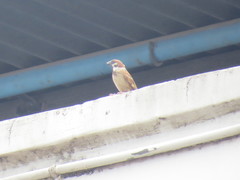 Passer montanus