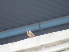 Passer montanus