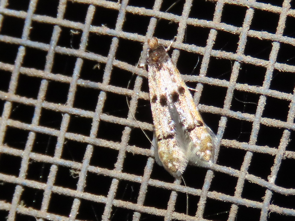 Homosetia fasciella