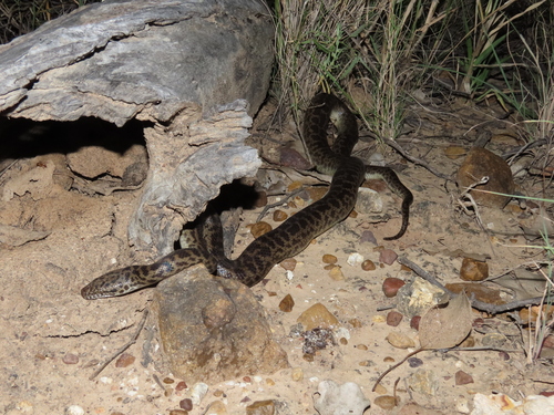 Spotted Python sighting