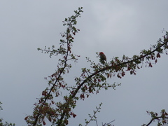 Anaplectes rubriceps