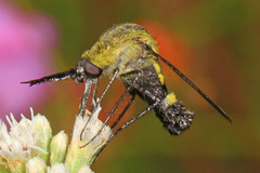 Lepidophora lepidocera