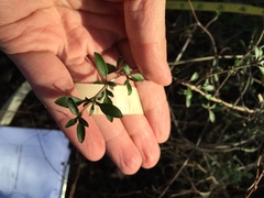 Coprosma ×cunninghamii