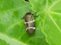 Aeneolamia albofasciata