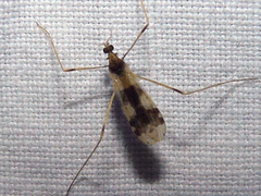 Erioptera venusta