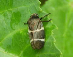 Aeneolamia albofasciata