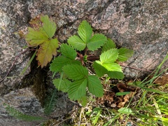 Fragaria vesca americana