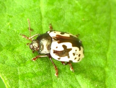Calligrapha intermedia