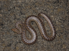 Eastern Childrens Python photo 2