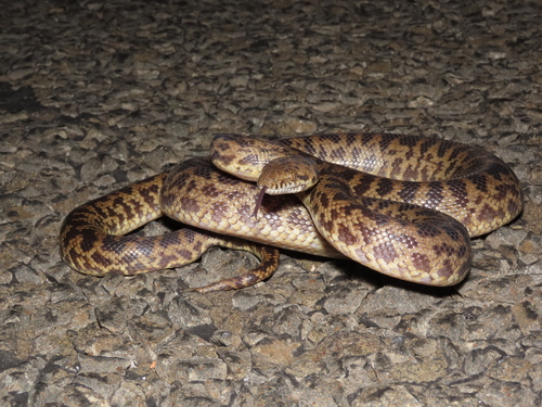 Spotted Python sighting