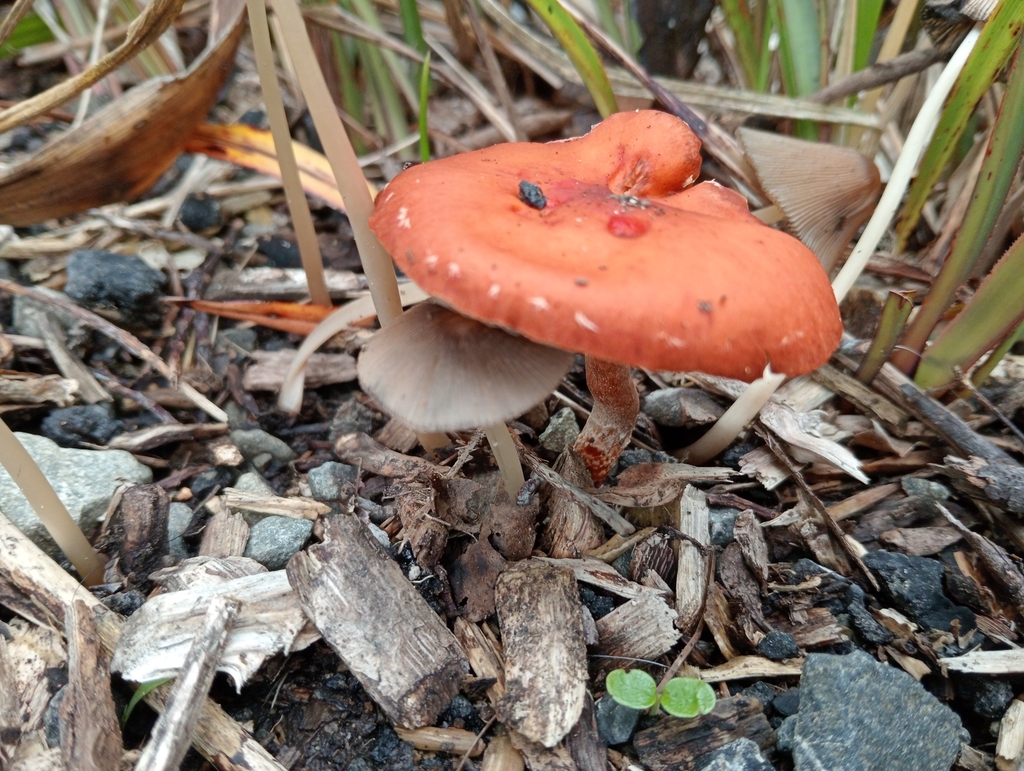 Leratiomyces ceres · April 2025 · photo: © kiwialli (iNaturalist, cc-by)
