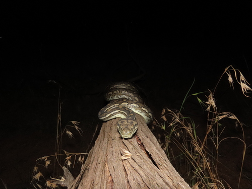 Coastal Carpet Python sighting