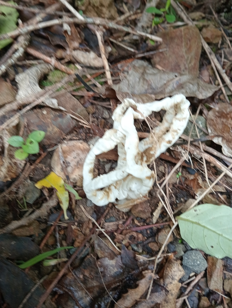Ileodictyon cibarium · April 2025 · photo: © kiwialli (iNaturalist, cc-by)