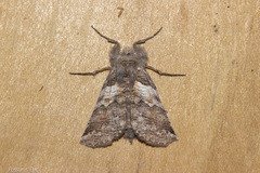 Declana griseata