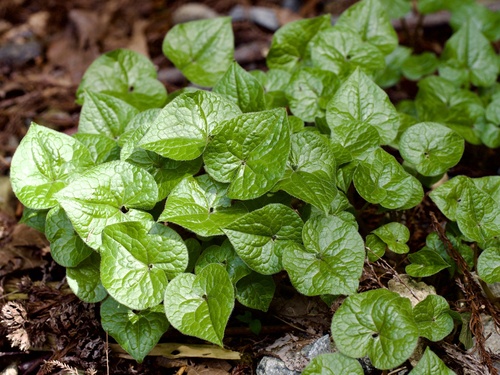 Caulescent Wildginger (Asarum caulescens)