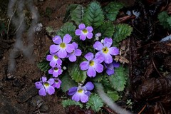 Primulaceae
