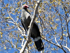 Polyboroides radiatus