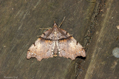 Chalastra pellurgata