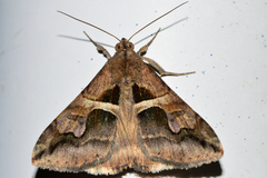 Melipotis cellaris