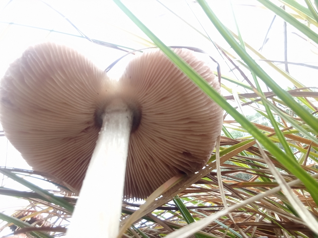 Volvopluteus gloiocephalus · April 2025 · photo: © kiwialli (iNaturalist, cc-by)