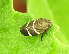 Aeneolamia albofasciata