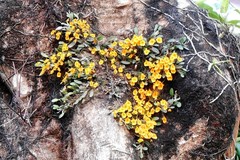 Dendrobium jenkinsii