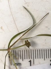 Potamogeton foliosus